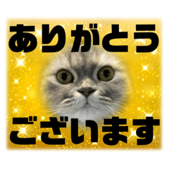 [LINEスタンプ] 我が家の3にゃん⑤