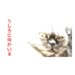 [LINEスタンプ] 猫女子すみれの日常会話2