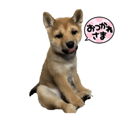 [LINEスタンプ] I❤️Komachi 2の画像（メイン）