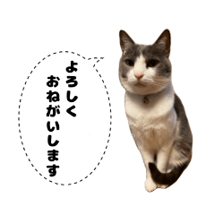 [LINEスタンプ] もずちゃんの毎日スタンプ