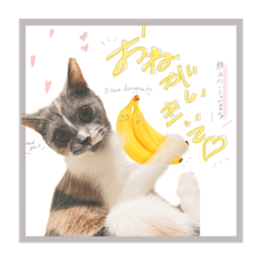 [LINEスタンプ] うるちゃんの成長日記♪