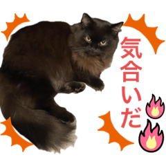 [LINEスタンプ] 黒猫 ルナ院長132にゃんめ