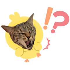 [LINEスタンプ] ハッピー＆ラッキースタンプ(=^ェ^=) ⑫