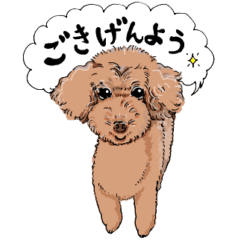 [LINEスタンプ] トイプーアベル君の一日