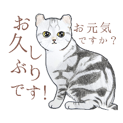 [LINEスタンプ] アメリカンカール猫「ライ」ほとんど敬語②