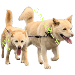 [LINEスタンプ] メイ＆チャー