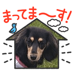 [LINEスタンプ] 可愛い❤️  M.ダックス