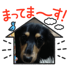 [LINEスタンプ] M.ダックス チャッピーちゃんです。