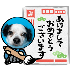 [LINEスタンプ] 年賀チワワ