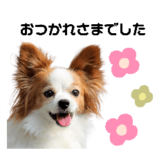 [LINEスタンプ] 日本スピッツとパピヨンの犬写真スタンプ 2