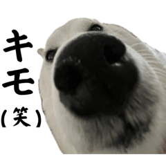 [LINEスタンプ] 柴犬と猫⑦