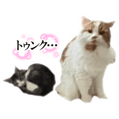 [LINEスタンプ] 使いにくいと言ったら野良にする。