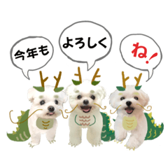 [LINEスタンプ] 2024年辰年！辰マルチーズで新年のご挨拶♪