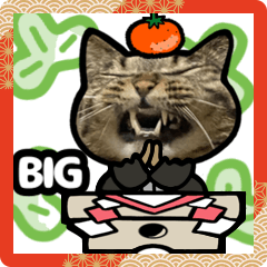 [LINEスタンプ] キジトラ猫BIG(お正月)