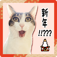 [LINEスタンプ] 白キジ猫ぼっちゃんのお正月2024