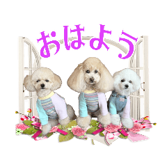 [LINEスタンプ] トイプードル仲良し3兄妹の日常スタンプ