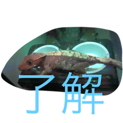 [LINEスタンプ] おもろい爬虫類