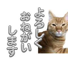 [LINEスタンプ] ゴンちゃん ❷