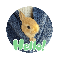 [LINEスタンプ] うさぎのポッケ ネザーランドドワーフ