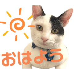 [LINEスタンプ] 「もち」と「ふく」