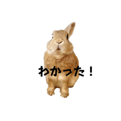 [LINEスタンプ] ネザーのうささん