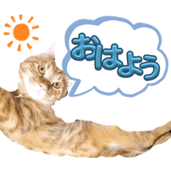 [LINEスタンプ] ゴンちゃん❶