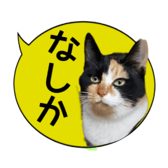 [LINEスタンプ] にゃんこたちのあいさつ