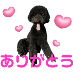 [LINEスタンプ] スタンダードプードルブラック