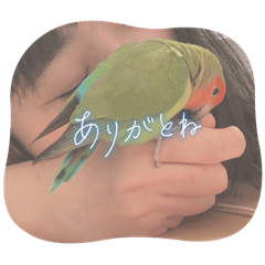 [LINEスタンプ] うちのbirdたち3