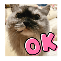 [LINEスタンプ] おおしま家のはるちゃん