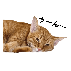 [LINEスタンプ] 茶トラのこたつくん