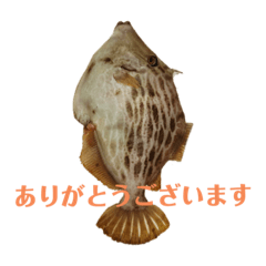 [LINEスタンプ] 魚三昧Ver16