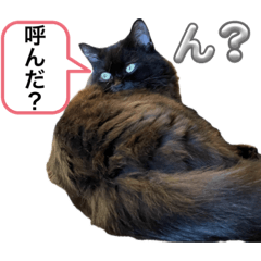 [LINEスタンプ] 黒猫 ルナ院長133にゃんめ