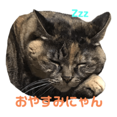 [LINEスタンプ] にゃんスタンプにゃん