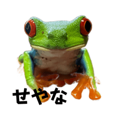 [LINEスタンプ] アカメアマガエル（クロエちゃん）