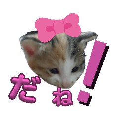 [LINEスタンプ] 我が家のネコ様20230528
