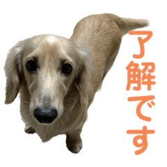 [LINEスタンプ] 丁寧語ダックス