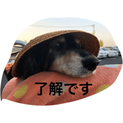 [LINEスタンプ] M.ダックス(ランちゃん2)