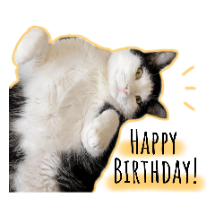 [LINEスタンプ] うちのねこ(イベント系)