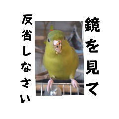 [LINEスタンプ] 連続インコドラマ〜ポエ子寮〜その1