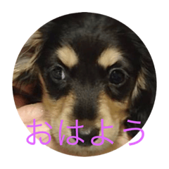 [LINEスタンプ] M.ダックス(チャッピー2)