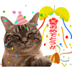 [LINEスタンプ] ウチの猫   マンチカンのスプリンクル