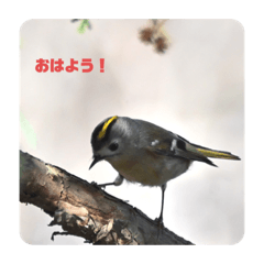 [LINEスタンプ] キクイタダキ！