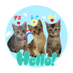 [LINEスタンプ] テヌレオポンVol.2／3匹の子猫時代付き