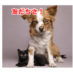 [LINEスタンプ] 犬と猫のスタンプ13