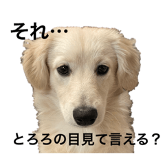 [LINEスタンプ] ポメックスのとろろくん