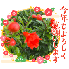 [LINEスタンプ] 2024年賀状お花シリーズ