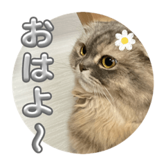 [LINEスタンプ] 我が家の3にゃん⑧