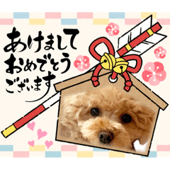 [LINEスタンプ] 新年のあいさつ トイプードル