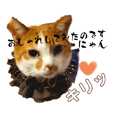 [LINEスタンプ] ぶにゃお猫ファミリー